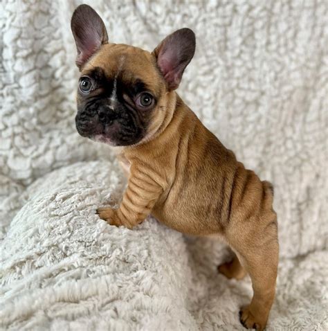 Why Chocolate Fawn French Bulldogs Make The Best Pets French Bulldog Cafe