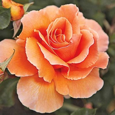 A number of species are cultivated as ornamentals, and some are the source of attar of roses used in perfumes. Just Joey Rose - Direct Gardening