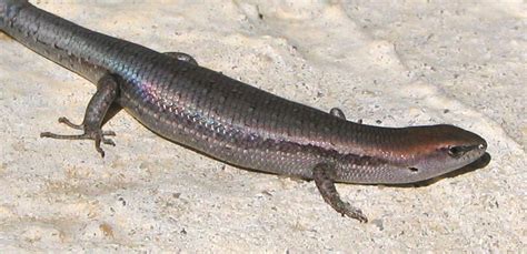 Yes, blue tongue skinks can eat applesauce, especially when constipated or having digestive upsets. Surf Coast Nature Search