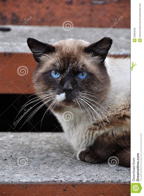 Siamese Cat Stock Image Image Of Cute Beige Nose Ears