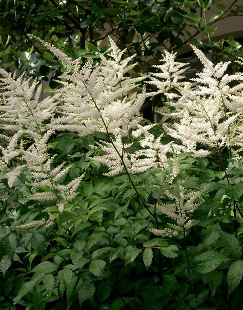 'deutschland' astilbe's pure white plumes are lovely in the moonlight and can brighten the shade garden with grace. Astilbe x arendsii 'Deutschland' - Riverside Garden Centre