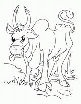 Ox Coloring Popular Library Clipart Cartoon sketch template