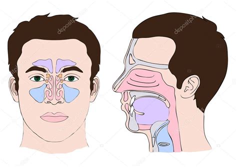 Anatomy Of The Nose And Throat — Stock Vector © Eveleen 10219004