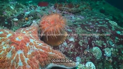 Swimming Anemone Attacked By Leather Starfish Youtube