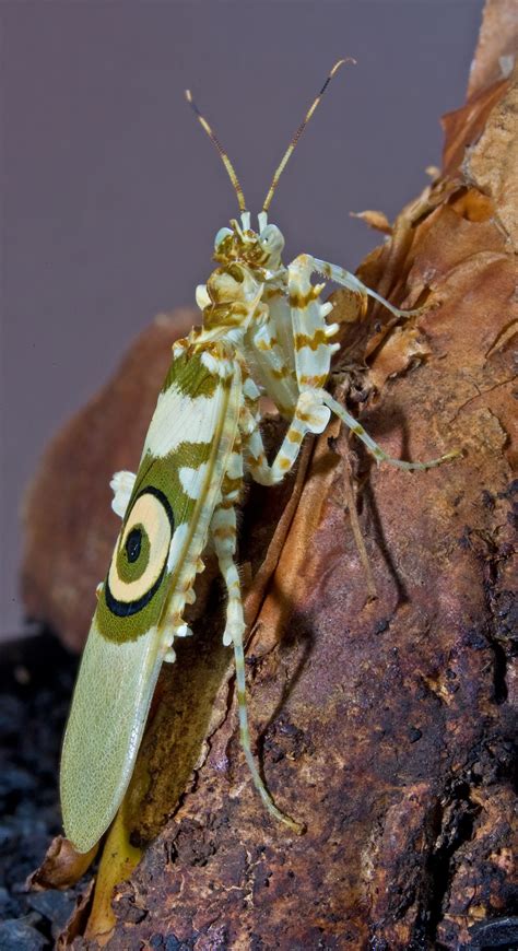 Praying Mantis Habitat Exploring Where These Insects Dwell Animal Sake