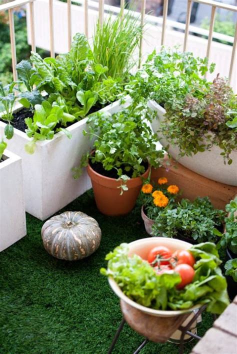 So gärtnern sie ohne garten mit bravour. Gemüse auf dem Balkon anbauen - Welche Gemüsesorten sind ...