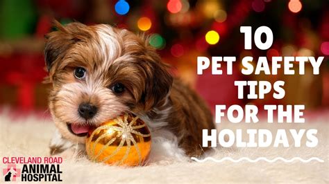 10 Holiday Safety Tips For Your Pets Youtube