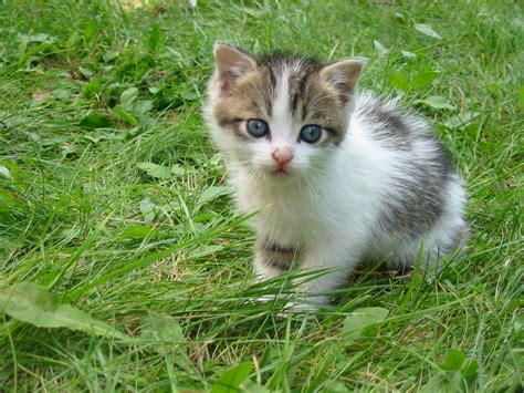 Filestray Kitten Rambo002 Wikipedia