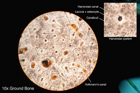 Histology of compact bone diagram. Introduction to Bone | Boundless Anatomy and Physiology