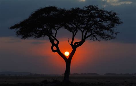 40 African Savanna Sunset Wallpapers Download At Wallpaperbro Scenic