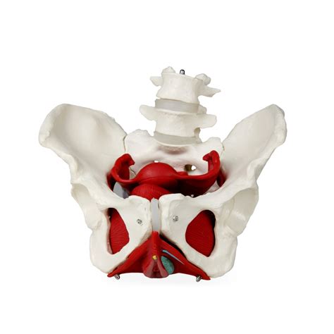Vap216 Female Pelvic Bones With Organs Pelvis Anatomical Models