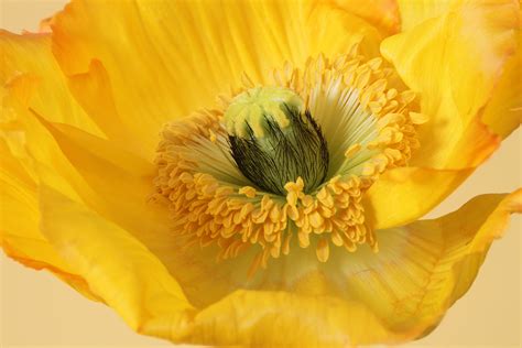 3840x2160 Resolution Macro Photography Of Yellow Petaled Flower