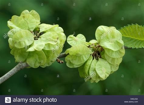 Elm Tree Seeds Stock Photos And Elm Tree Seeds Stock Images Alamy