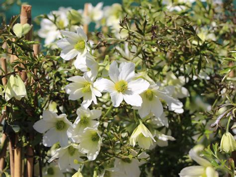 Sie bringt zahlreiche, mittelgroße blüten aus. Clematis 'Early Sensation' - Clematis 'Early Sensation ...