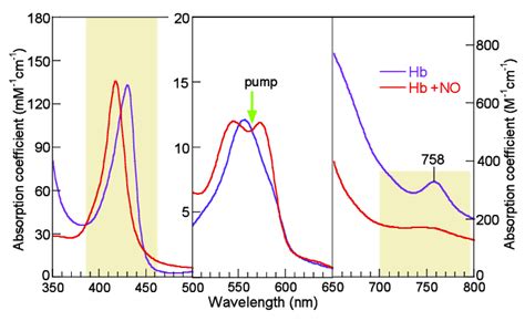 Steady State Absorption Spectra Of Unliganded Ferrous Hemoglobin And