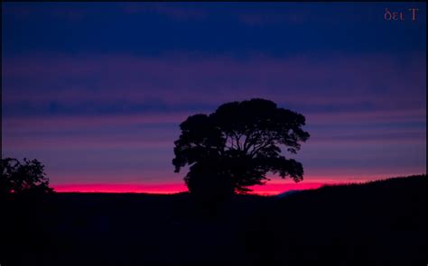 Lone Tree Late Sunset Flickr