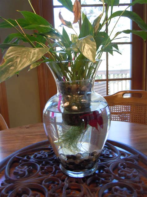 Being a highly territorial fish, it does not like. beta fish tank vase ~ one of my favorites. | House plants decor, Beta fish tank, Fish tank