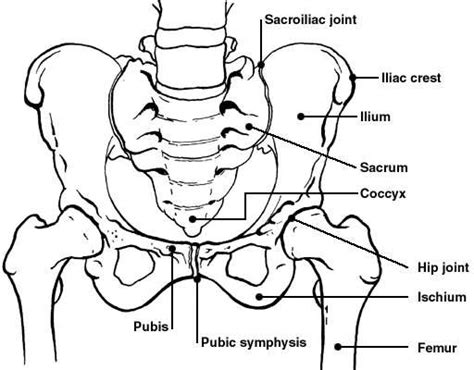 Pelvic Bones Diagram Patient