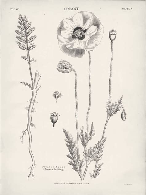 Scientific Poppy Drawing Vintage Botanical Prints Poppy Flower