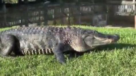 Mynews13 Watch Larry The Alligator Normally Hangs Out In The
