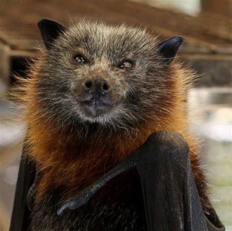 Pin By Audreylmc On Bats Animals Beautiful Fox Bat Bat Species
