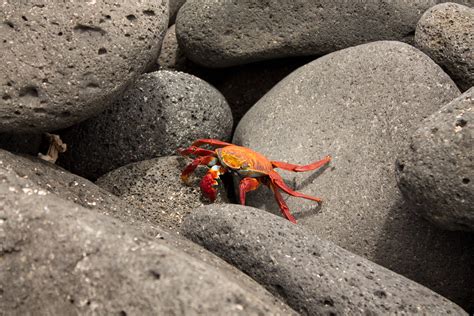 Crab Crab Crawling On The Rocks On North Seymour Galapago Flickr