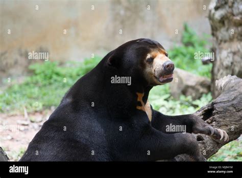 Tibetan Bear Hi Res Stock Photography And Images Alamy