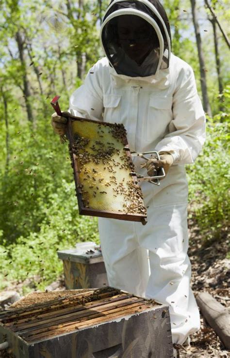 What Does A Beekeeper Do With Pictures