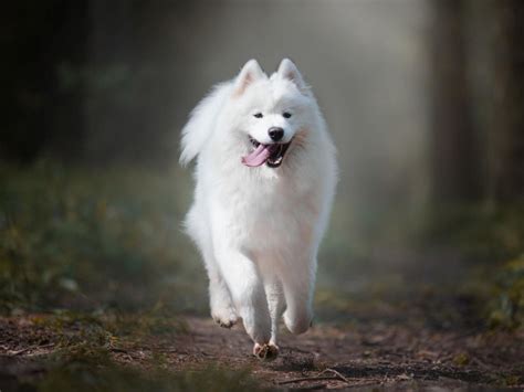 Le Samoyède Zoom Sur Cette Race De Chien Nordique Sciences Et Avenir