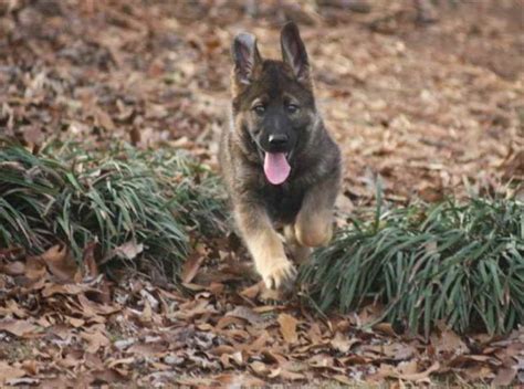 German Shepherd Puppies For Sale Alabama Petsidi