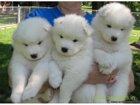 With massive head and body, bulldog has an extra skin on forehead. Samoyed puppy for sale in Nashik at best price