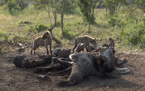 The Hyena Headbutts The Elephants Butt In Order To Obtain The Elephant