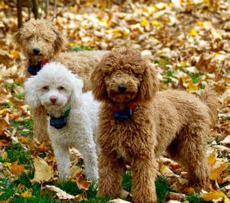 Find out more about the breed, plus we'll give you some tips on finding a reputable breeder of mini goldendoodle puppies. Stone Willow Mini Doodles — Mini Doodle Breeder