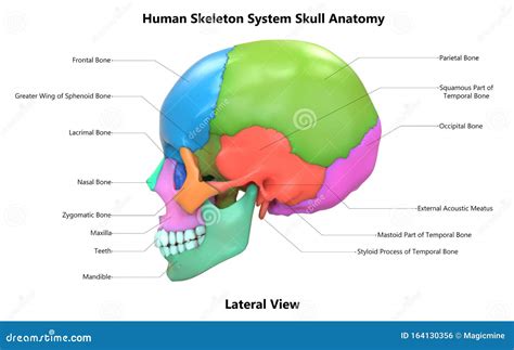 Skull A Part Of Human Skeleton System Anatomy Lateral View With