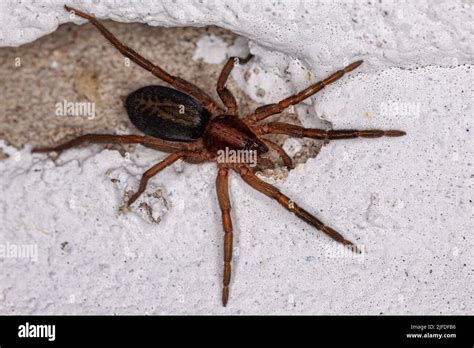 Small Prowling Spider Of The Species Teminius Insularis Stock Photo Alamy