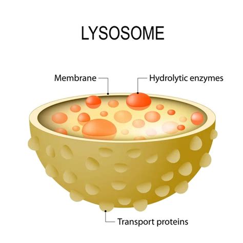 Lysosome In Animal Cell Color Lysosomes Youtube Ranging In