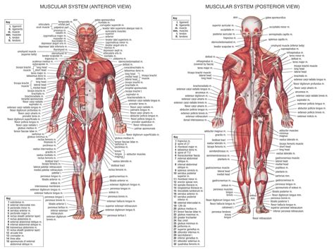 Muscular System Male Anatomy Poster Shows Anterior And Posterior Views