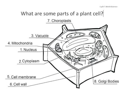 The best cell cycle mitosis coloring worksheet coloring from mitosis worksheet answer key, source: plant cell worksheet answers coloring sheet answer key ...