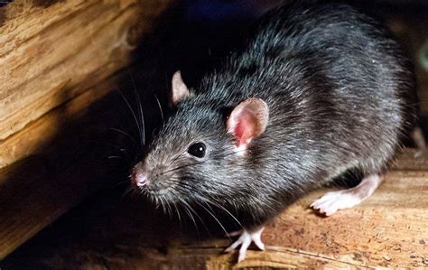 How To Identify And Get Rid Of A Rat Infestation On Your Mesa Property