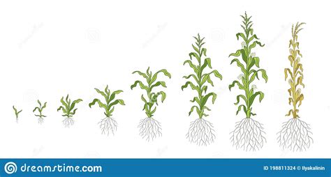 Growth Stages Of Maize Plant Corn Development Phases Zea Mays