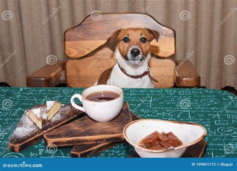 Funny Hungry Jack Russell Dog In Kitchen Eating And Drinking Tea On