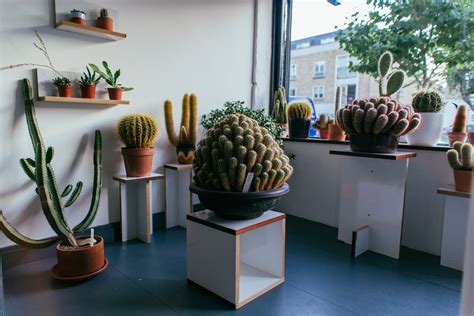 Is cactus a buy right now? Best Garden Centres and Plant Shops in London | 24 Lush ...