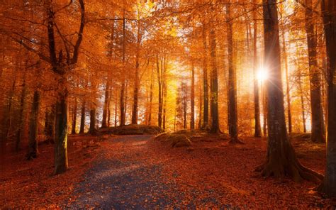 Morning Forest Sunlight Path Trees Fall Leaves Nature Landscape