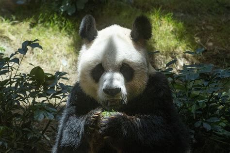 An An Worlds Oldest Male Giant Panda In Captivity Dies Aged Of 35
