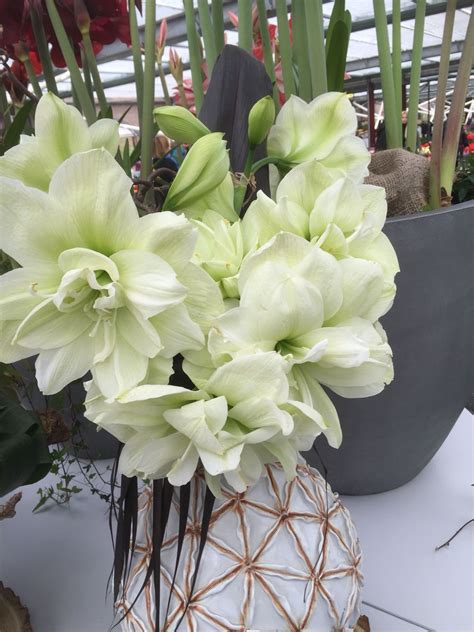 Double Hippeastrum Marilyn White Flowers Amaryllis Plants