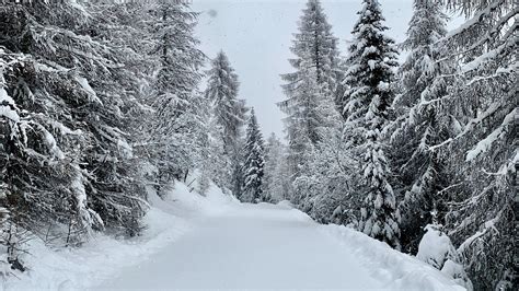 Download Wallpaper 2048x1152 Forest Winter Snow Snowy Road