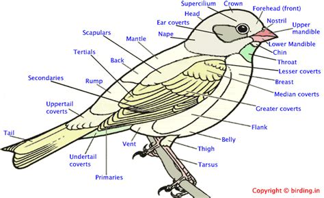 Bird Topography Description Of Parts Glossary Birding In India
