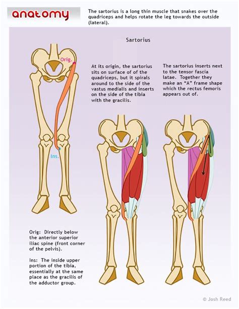 Medical labeled diagram closeup with muscle, transverse carpal ligament, median nerve diagram of an injured leg and joint. Muscle, Anatomy and Legs on Pinterest