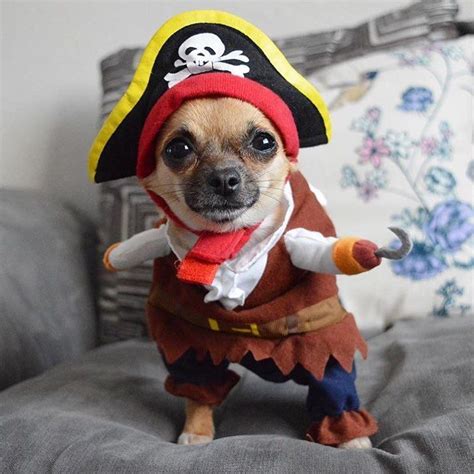 Aww This Is Adorable Pet Costumes Dog Costumes Chihuahua Love