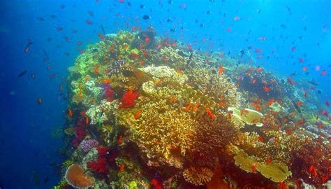Why Coral Reefs Come In Many Colors Sciencing